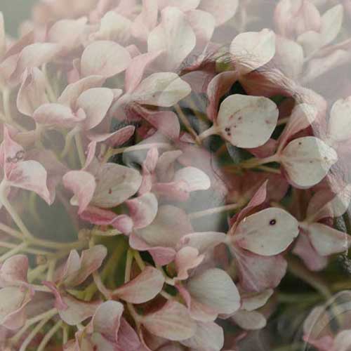 Artist & Participant Hannah Gensburger from USA, All India Art Competition, All India Painting Competition, All India Craft Competition, Online Competition - Creative Culture, Online Drawing Competition, Online Painting Competition, Online Craft Competition, Online Photography Competition, Organised by Himanshu Art Institute, Nav Shri Art & Culture Organisation