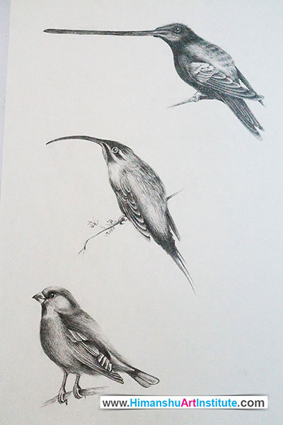 Bird Study, Pencil Shading on Paper, Artwork by Sakshi Rajpal