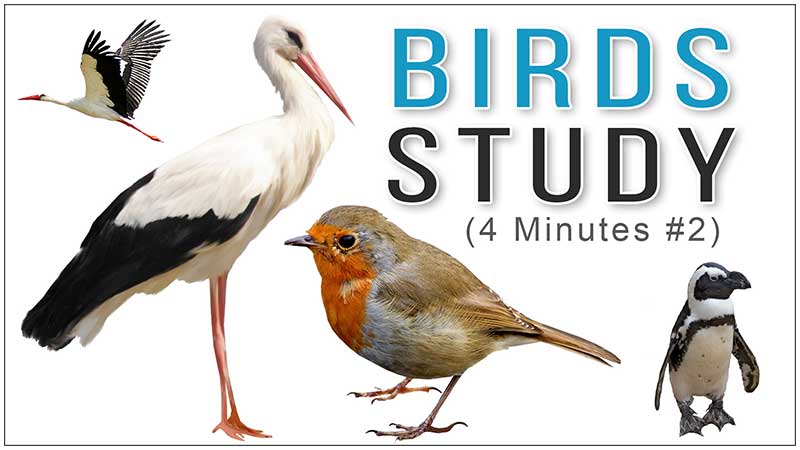 A Video Series of Reference Images of Birds for Drawing Study for All Fine Arts Students, Artists, Art Lovers, You can Easily Study It on Your Computer, Mobile Device, Laptop, or Tablet, Best Fine Art Institute in Delhi, India